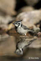 : Baeolophus wollweberi; Bridled Titmouse