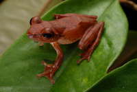 : Rhacophorus rufipes