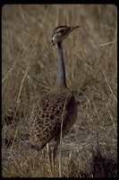 : Eupodotis senegalensis ssp. 9/27/2002; White-bellied Bustard