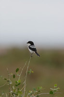 : LANIUS DORSALIS; Taita Fiscal Shrike