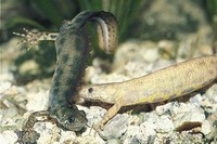 : Triturus carnifex