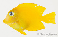 : Acanthurus olivaceus