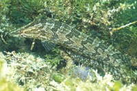 : Heterostichus rostratus; Giant Kelpfish, Kelp Fish