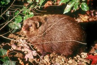 : Crossarchus obscurus; Long-nosed Cusimanse