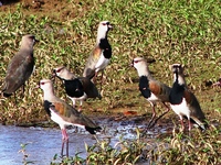 : Vanellus chilensis; Southern Lapwing