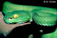 : Cryptelytrops macrops; Large-eyed Pitviper