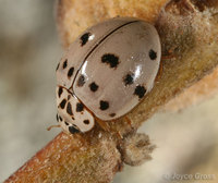 : Olla v-nigrum; Ashy Gray Ladybird Beetle