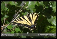 : Papilio glaucas; Tiger Swallowtail