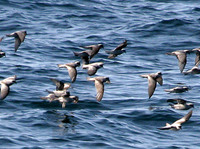 Fork-tailed Storm-Petrels, part of the 1400 birds. 30 September 2006. Photo by Jay Gilliam