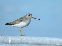 뒷부리도요 Xenus cinereus | terek sandpiper