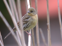 무당새 Emberiza sulphurata | Japanese yellow bunting