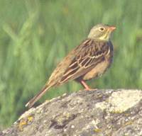 Ortolan Bunting