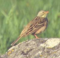 Ortolan Bunting