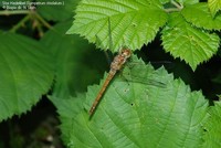 Stor Hedelibel (Sympetrum striolatum ) Foto/billede af