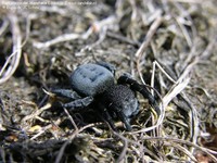 Rørkartespinder, Mariehøne Edderkop (Eresus sandaliatus)