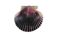 Argopecten purpuratus, Scallop, Peruvian scallop