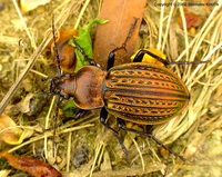 Carabus ullrichii