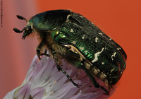 Cetonia aurata aurata