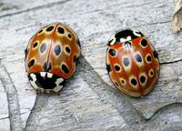 Anatis ocellata - Eyed Ladybird