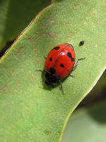 Coccinella undecimpunctata