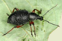 Otiorhynchus coecus