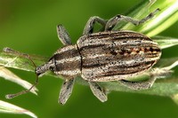 Hypera arator