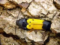Ampedus quadrisignatus