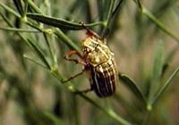 Polyphylla decemlineata - Striped June Beetle