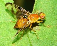 Acidia cognata