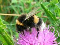 Bombus terrestris - Buff-tailed Bumblebee