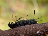 Acronicta alni - Alder Moth