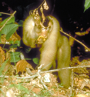 Pigtail macaque (Macaca nemestrina)