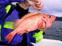 Sebastes marinus, Ocean perch: fisheries, gamefish