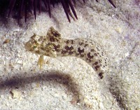 Petroscirtes mitratus, Floral blenny: aquarium