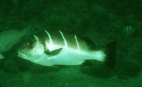 Plectorhinchus playfairi, Whitebarred rubberlip: fisheries, gamefish