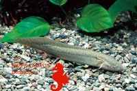 Protopterus amphibius, Gilled lungfish: fisheries