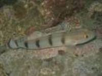 Pterogobius zacalles, :