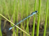 Coenagrion puella - Azure Damselfly