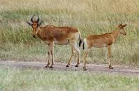 Image of: Alcelaphus buselaphus (hartebeest)