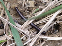 Megaphyllum unilineatum