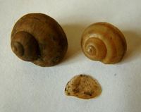 Viviparus contectus - Lister's river snail