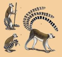 Image of: Lemuridae (true lemurs)