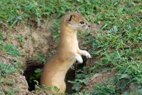 Image of: Mustela altaica (mountain weasel)