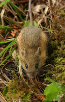 Image of: Napaeozapus insignis (woodland jumping mouse)