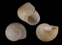 Helix lutescens