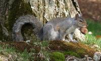 Image of: Sciurus carolinensis (eastern gray squirrel)