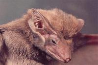 Image of: Taphozous melanopogon (black-bearded tomb bat)