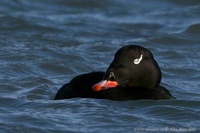 Melanitta fusca - Velvet Scoter