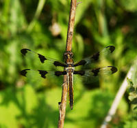 Image of: Libellula pulchella