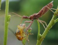 Image of: Sinea diadema (spined assassin bug)